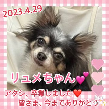 ★リュメ★2022,12,1ー2023,4,29【保護犬カフェ天神橋店】